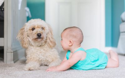 Autism & Pets: The Benefits and Options